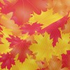 亮眼楓葉高爾布(幅寬180公分)